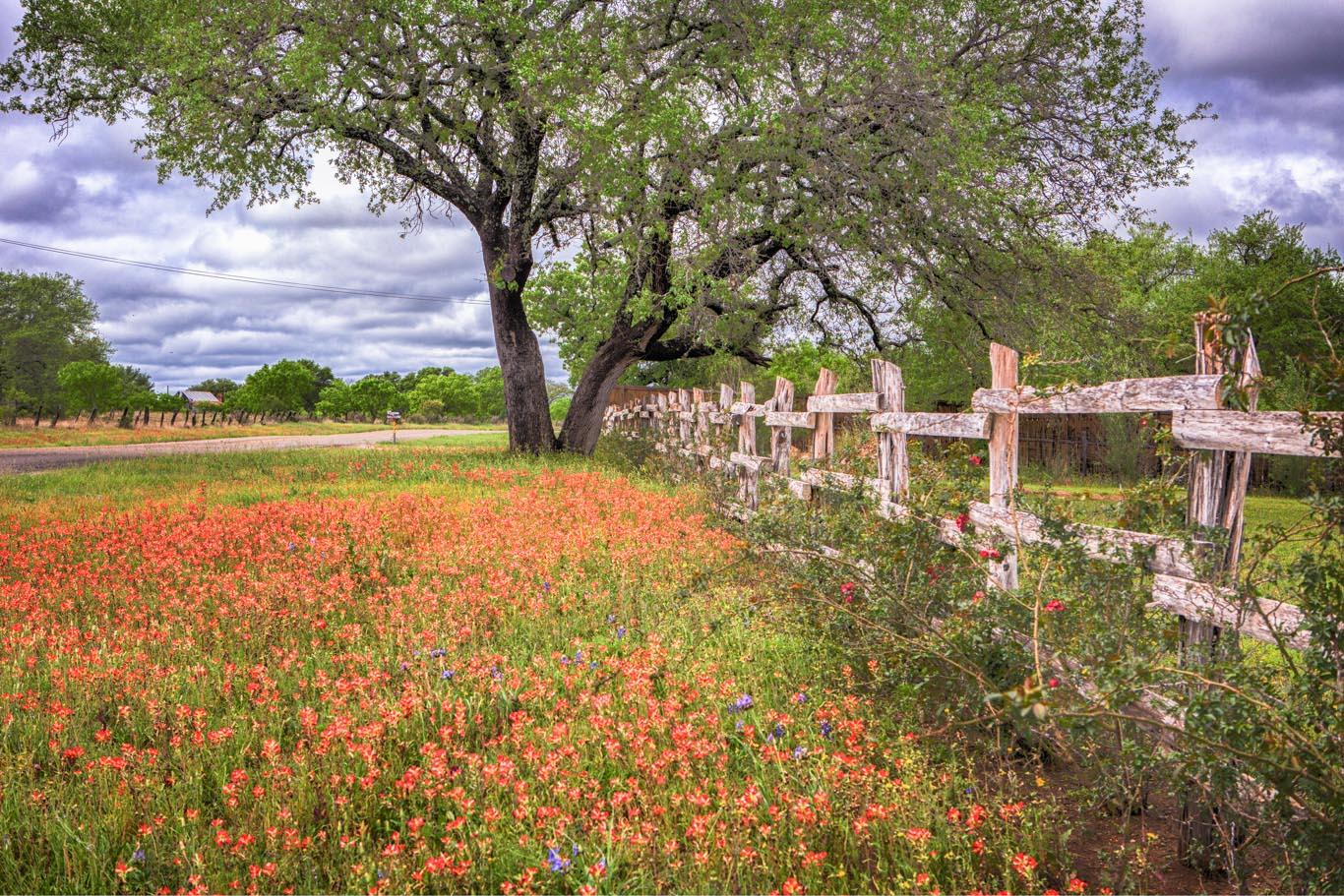 Fine Art Photography  - Tree with orange flowers and white fence