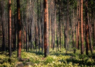 Trees in Winthrop Washington