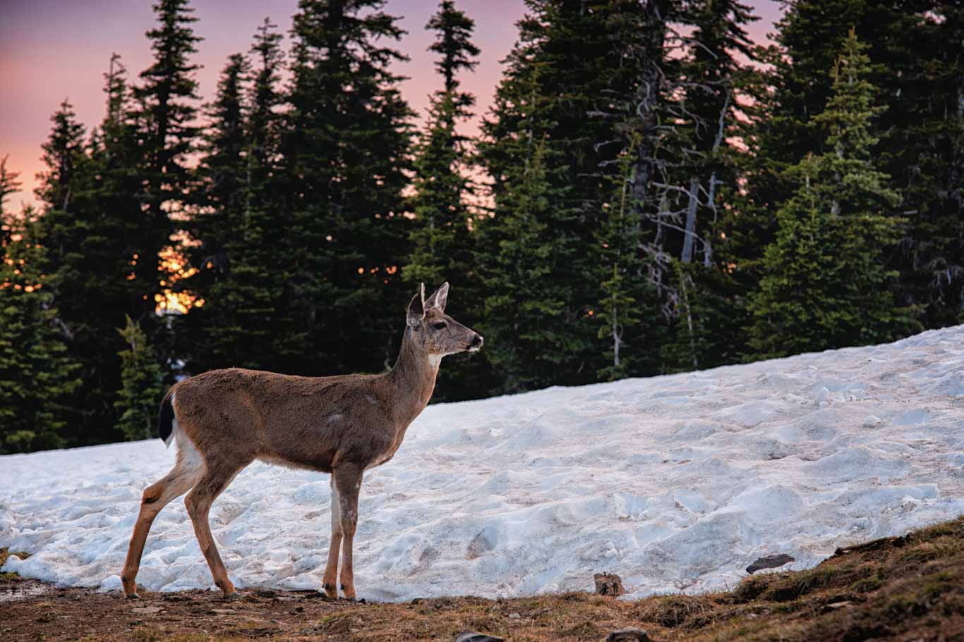 Black Tailed Deer at Hurricane Ridge in the Olympic National Park