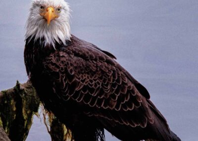 Bald Eagle on a rock