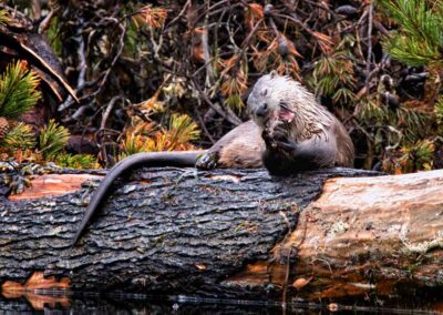 Sea Otter munching on a fish