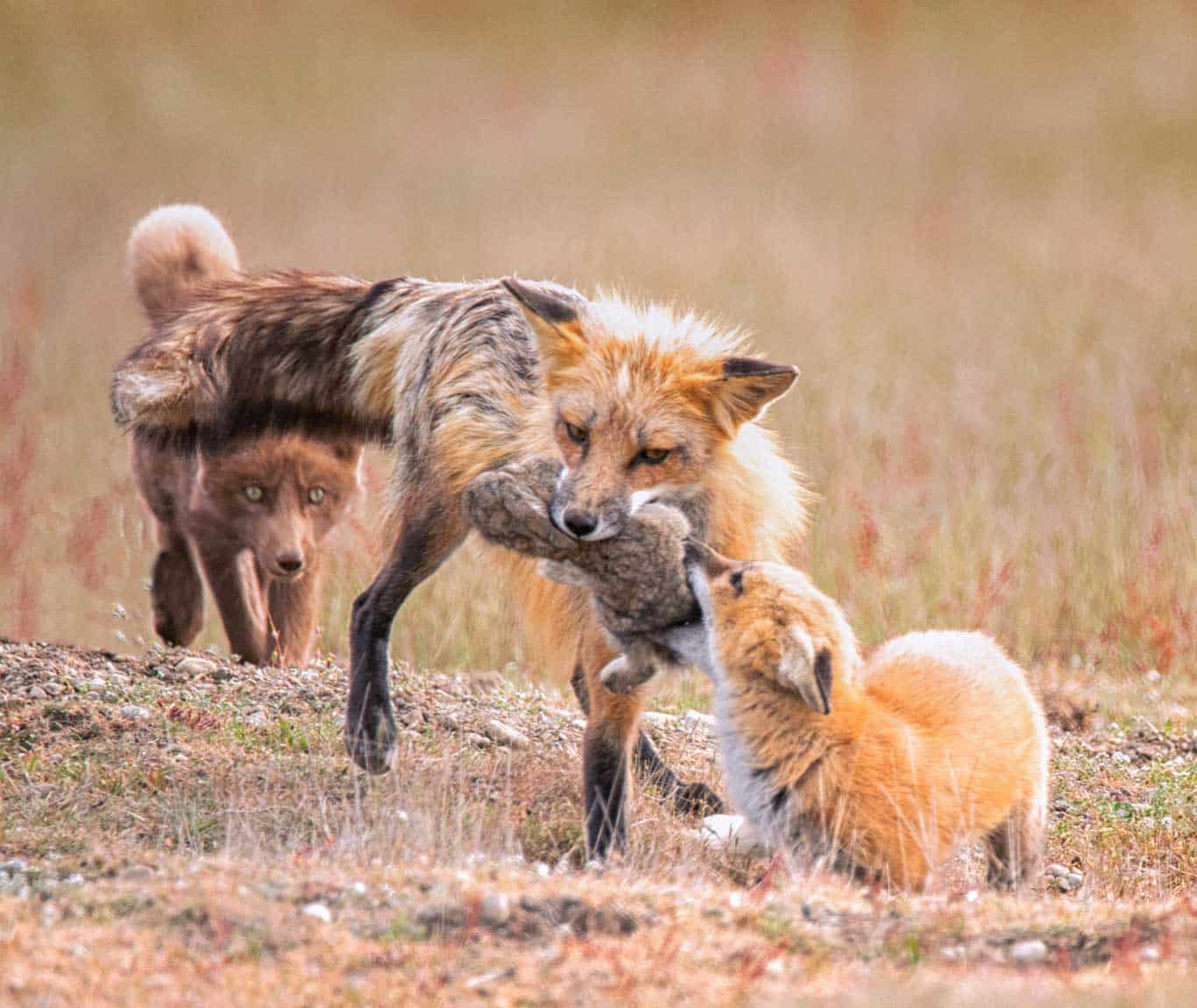 Fox Kits and their Mom brining dinner