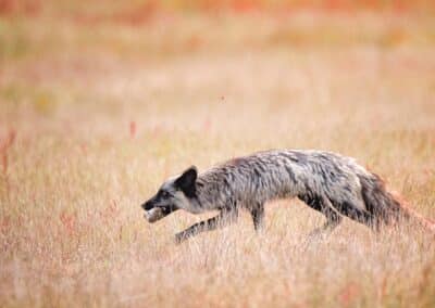 Silver Fox with a mouse in his mouth