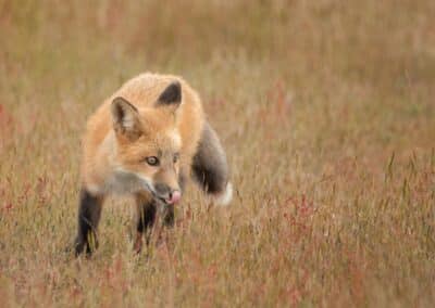 Fox Kit licking his lips