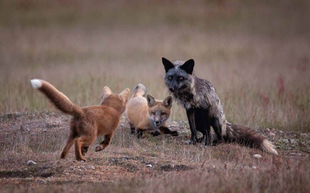 Fox and Fox Kits Playing