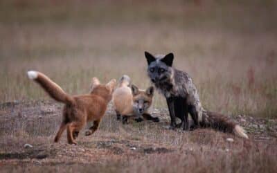 My Obsession With Fox Kits On the San Juan Islands