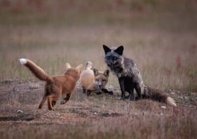 Fox and Fox Kits Playing