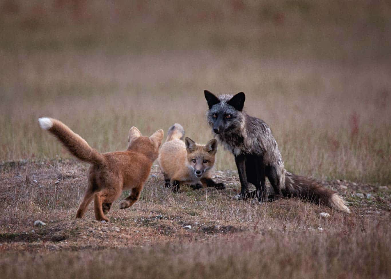 Red Fox and kits playing