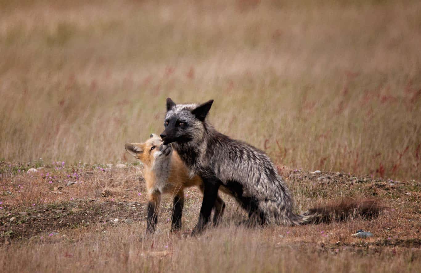 Fox Kit and her Mom