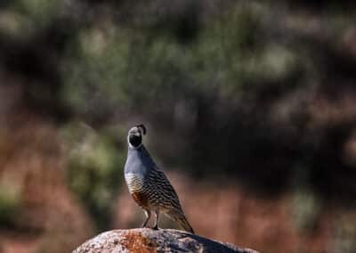 Crested Quail in Winthrop, Washington