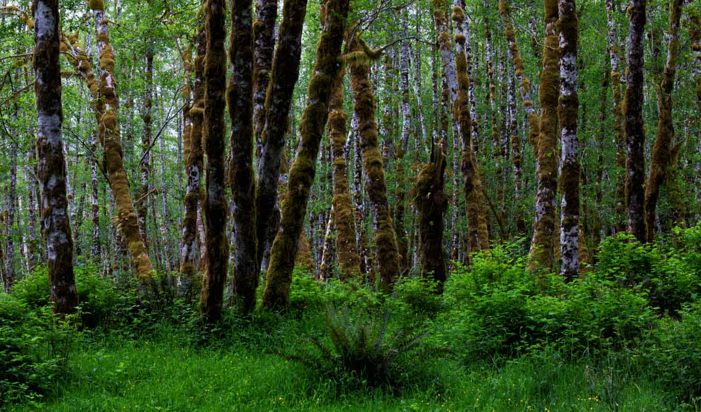 Trees in the Pacific North West - Olympic National Park