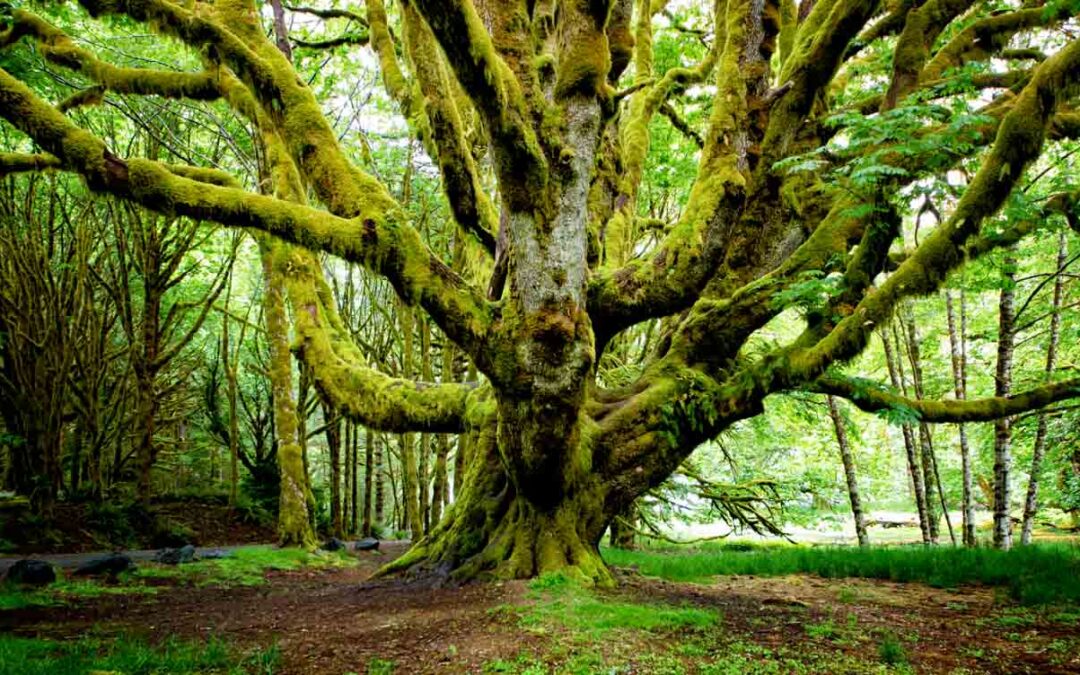 Blog A mossy tree with huge branches