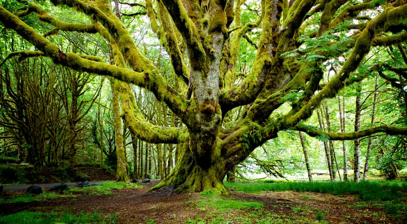 Blog A mossy tree with huge branches