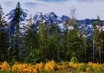 Fine Art Photography Picture of snow capped mountain with trees and yellow flowers in the Pacific Northwest