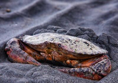 Crab in the sand Port Townsend Olympic National Park