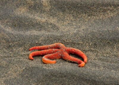 Starfish in the sand Port Townsend Olympic National Park