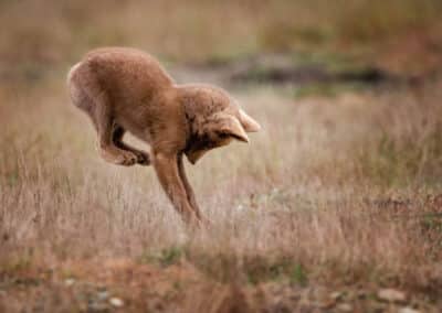 Fox Kit searching for dinner on San Juan Island