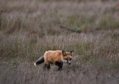 Fox Kit on San Juan Island