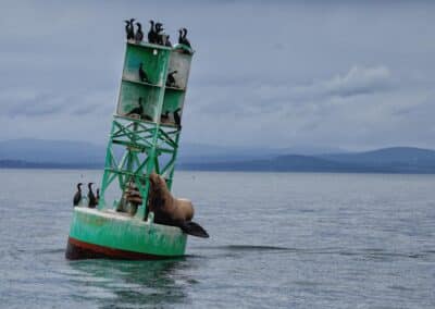 Sea Lion on a Buoy San Juan Island