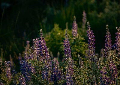 Lupins in Winthrop Washington