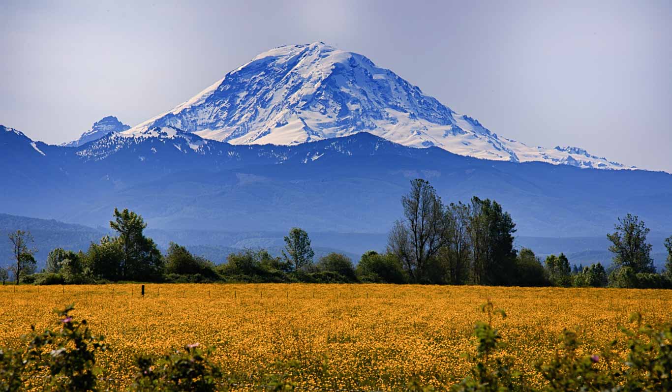 Yellow wildflowers and Mount Rainer 