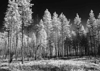 Black and White Trees in Washington State